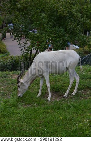The Curved Horned Antelopes Addax (addax Nasomaculatus)