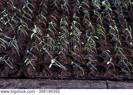 Tomato Seedling In Soild Tray, Vegetable Planting Crop Preparation