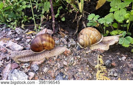 Small Garden Snail In Shell Crawling On Wet Road, Slug Hurry Home. Snail Slug Consist Of Edible Tast