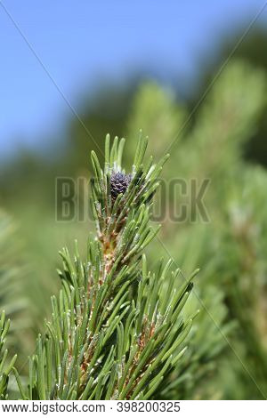 Dwarf Mountain Pine Mughus - Latin Name - Pinus Mugo Mughus