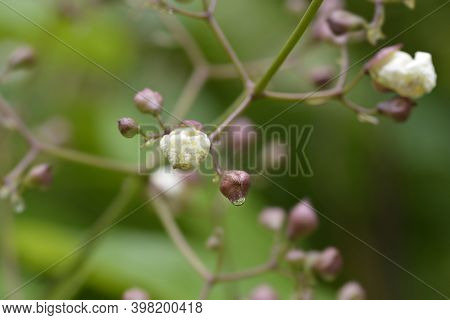 Common Catalpa Flower Buds - Latin Name - Catalpa Bignonioides