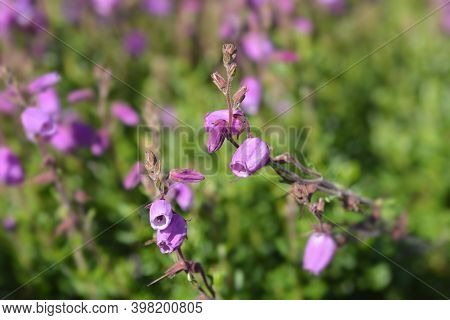 St Dabeocs Heath Pink Flowers - Latin Name - Daboecia Cantabrica