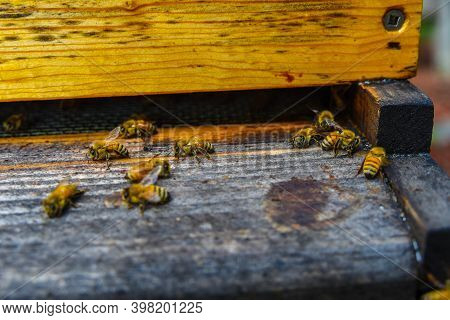 The Bees At Front Hive Entrance Macro Close Up. Bee Flying To Hive. Honey Bee Entering The Hive. Hiv