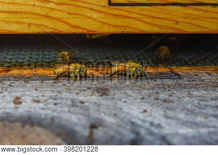 The Bees At Front Hive Entrance Macro Close Up. Bee Flying To Hive. Honey Bee Entering The Hive. Hiv