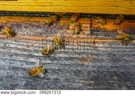 The Bees At Front Hive Entrance Macro Close Up. Bee Flying To Hive. Honey Bee Entering The Hive. Hiv