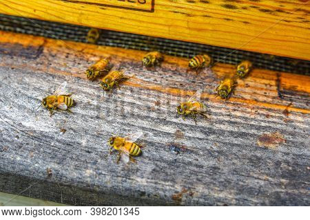 The Bees At Front Hive Entrance Macro Close Up. Bee Flying To Hive. Honey Bee Entering The Hive. Hiv
