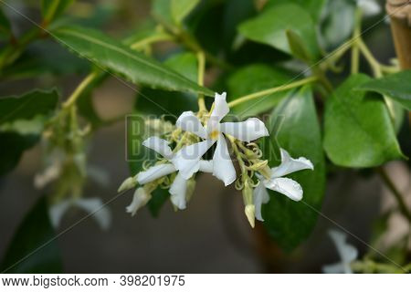 Star Jasmine - Latin Name - Trachelospermum Jasminoides