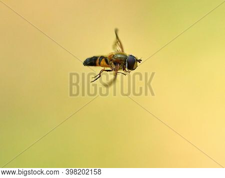 European species of hoverfly (epistrophe eligans) flying