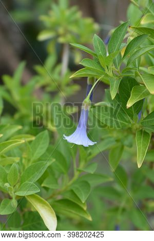 Blue Angels Trumpet - Latin Name - Iochroma Australe