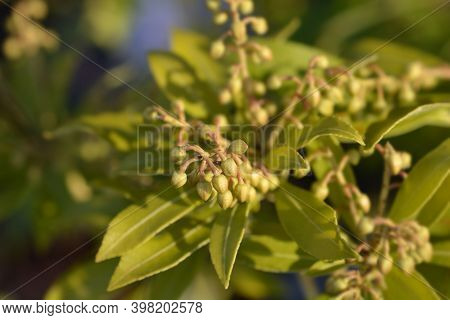 Japanese Pieris Purity Flower Buds - Latin Name - Pieris Japonica Purity