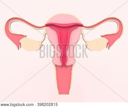 A healthy female reproductive system with the Uterus and ovaries. Front view in the section. 3d rendering medical illustration
