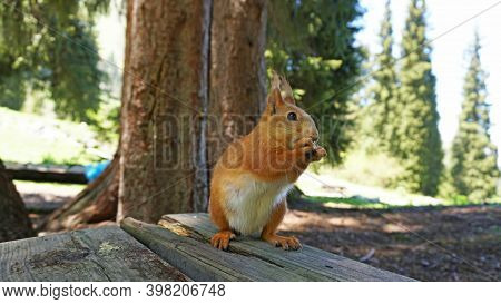 A Red Squirrel With A Bushy Tail Nibbles A Nut. Takes A Nut From His Hand. Forest Environment. Green