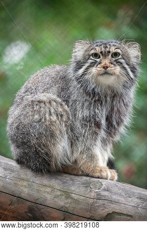 Pallas's Cat (otocolobus Manul). Manul Is Living In The Grasslands And Montane Steppes Of Central As