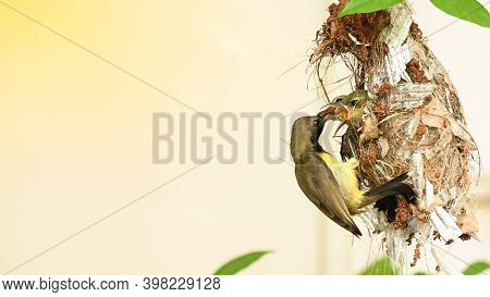 Sunbird And Baby Bird In A Nest At Thailand. Olive-backed Sunbird, Yellow-bellied Sunbird, Cinnyris 