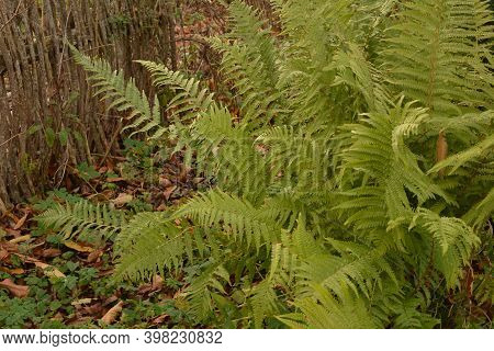 Common Fern In The Photo Is An Fern, Common Fern.
