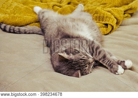 Long Pet Stretched Out On The Home Sofa, Close-up Cattongue