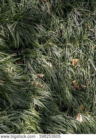 Cyperus Esculentus Or Evergold Sedge Is A Crop Of The Sedge Family. Grassland Background.