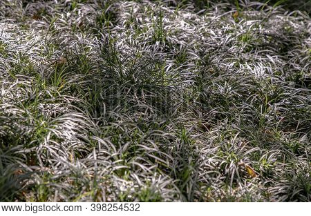 Cyperus Esculentus Or Evergold Sedge Is A Crop Of The Sedge Family. Grassland Background.