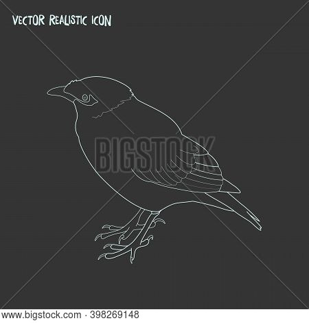 Myna Icon Line Element. Illustration Of Myna Icon Line Isolated On Clean Background For Your Web Mob