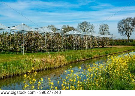 Spring Nature Landscape With Yellow Blossom Of Rapeseed Plants In Betuwe, Gelderland, Netherlands