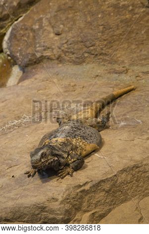 The Common Chuckwalla (sauromalus Ater) In Zoo.