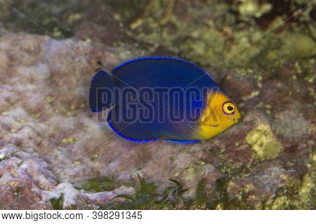 The Pygmy Or Cherub Angelfish (centropyge Argi) In Aquarium.