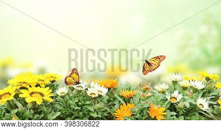 First spring wildflowers yellow, white and orange Adonis vernalis (Pheasant's eye). Sunny spring background flowers and butterflies on flowerbed. Horizontal summer banner with False hellebore flower