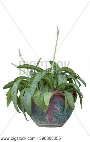Giant Squill Or Leopard Lily (drimiopsis Botryoides Baker) With Flower Bloom In Pot Isolated On Whit