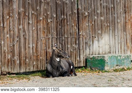 Antelope Nilgai Or Blue Bull (boselaphus Tragocamelus)