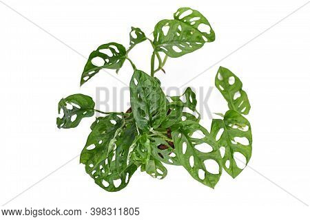 Top View Of Tropical Houseplant With Botanic Name 'monstera Adansonii' , Avine Houseplant With Holes