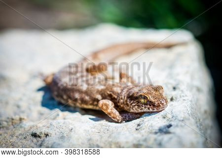 Even-fingered Gecko Genus Alcophyllex Or Squeaky Gecko In Wild Nature
