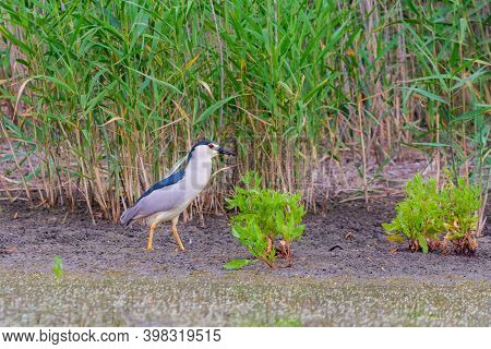 Black-crowned Night Heron Or Nycticorax Nycticorax On A Lake.