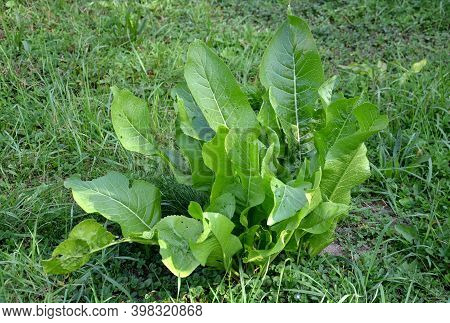 Horseradish Is A Perennial Plant With A Powerful Round Root. We Propagate It Only Vegetatively Contr