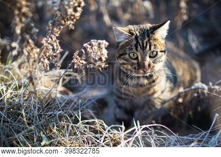 Portrait Of A Cat Outdoors In Winter Frozen Grass, Cat Outdoors In Winter.