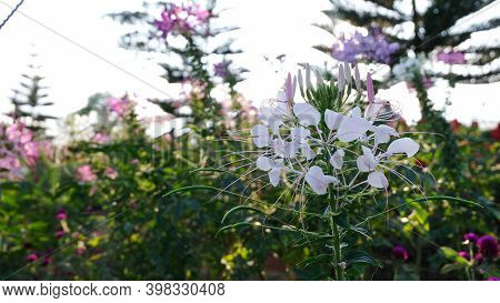 Colorful Flower.flower For Postcard Beauty Decoration And Agriculture Concept Design. Beautiful Flow