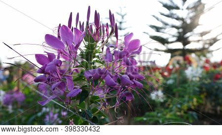 Colorful Flower.flower For Postcard Beauty Decoration And Agriculture Concept Design. Beautiful Flow