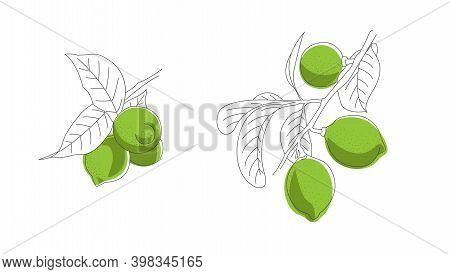 Hand Drawn Sketch Illustration Of Lime Hanging On Branch With Leaves, Artistic Grphic, Combination O