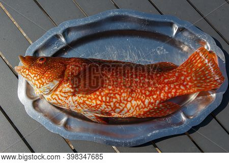 Orange Ballan Wrasse On A Pewter Dish After Fishing In Brittany