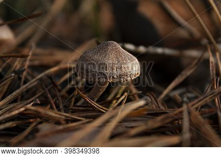 Horizontal Close-up Photo Of A Single Small Brown Toadstool Mushroom With Campanulate Cap, Growing A