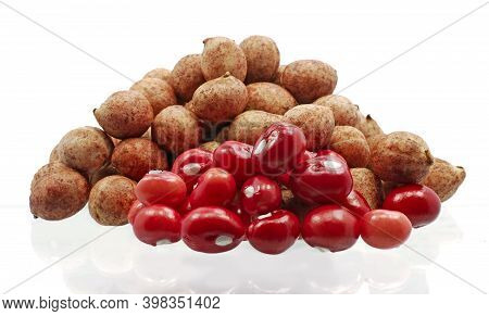 Single Object Of Bambara Groundnut On White Background
