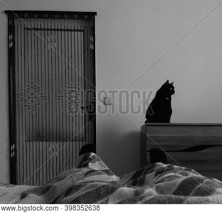 Chomutov, Czech Republic - October 20, 2020: Black Cat Violka In Bedroom