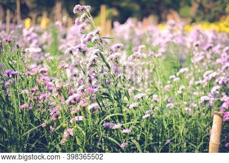 Blooming Purple Magaret Flower In Flora Field