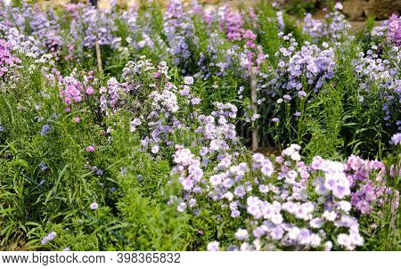 Purple Magaret Flower In Flora Field