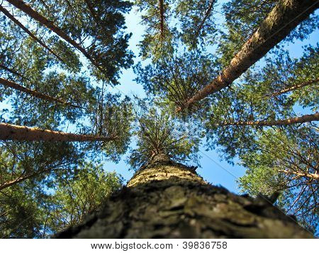 Tops of pines on a background blue the sky