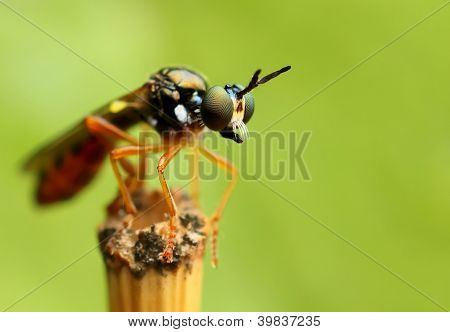 Robberfly
