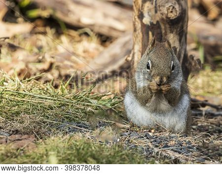 A Very Cute American Red Squirrel Feeding In A Forest.