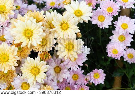 Beautiful Yellow And Purple Chrysanthemum, Chrysanthemum Or Dendranthemum Grandifflora, A Flower Gro