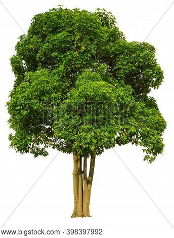 Trees Isolated On White Background, Tropical Trees Isolated Used For Design, Advertising And Archite