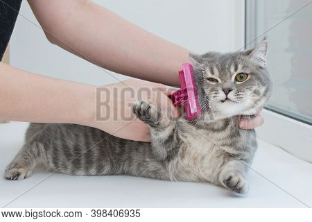 Close-up Gray Striped Thoroughbred Cat, Which Is Combed Wool. The Cat Is Very Dissatisfied, Angry, H