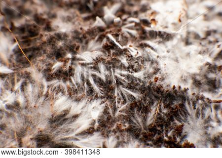 Grow Magic Mushroom. Psilocybe Cubensis. Psilocybin Mushroom. Mycelium Filaments On Coconut